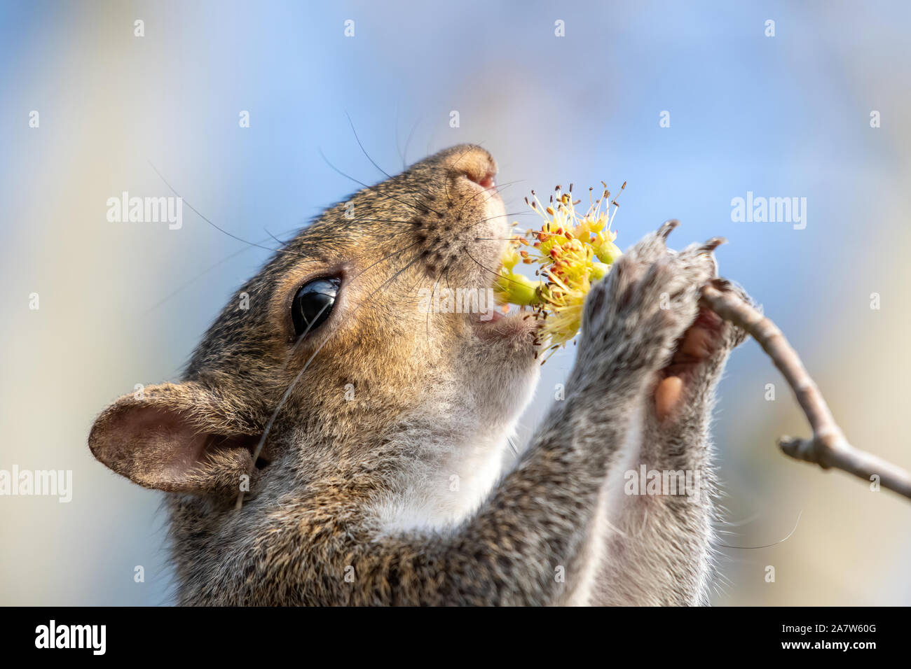 Scoiattolo grigio di mangiare un fiore Foto Stock