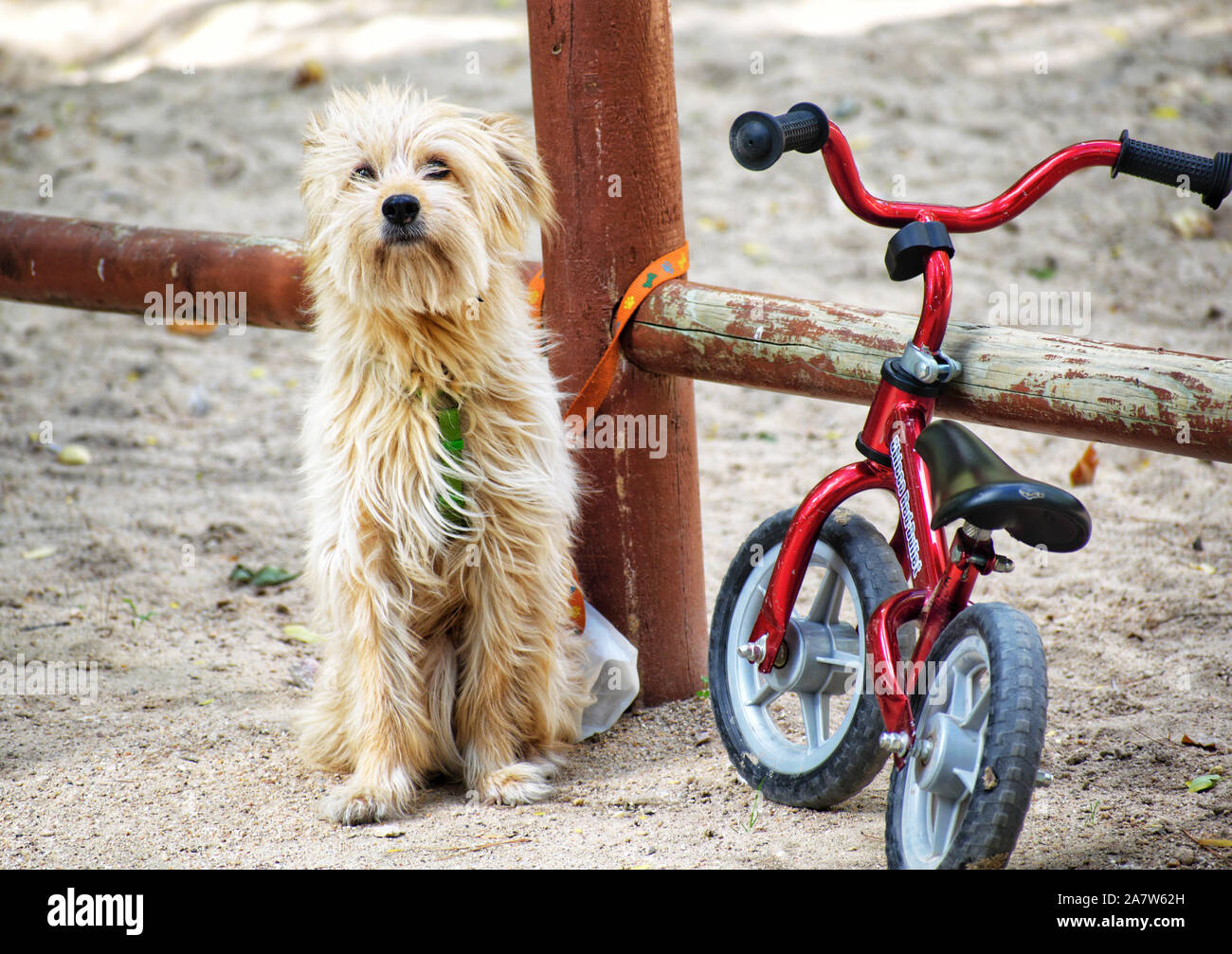 Albacete, Spagna, 3 Novembre 2019: carino piccolo cane legato ad una bici in attesa presso un parco per la sua famiglia. Bambini che giocano sul parco giochi in background. S Foto Stock