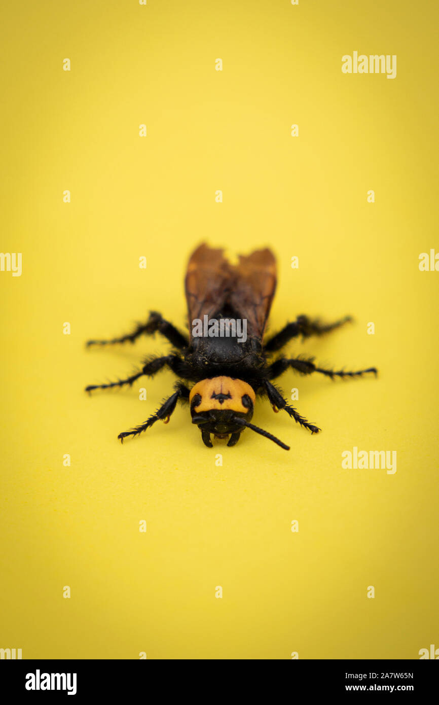 Mammoth wasp, Megascolia maculata, enorme wasp su sfondo giallo in una superficie piana, Macro Foto Stock