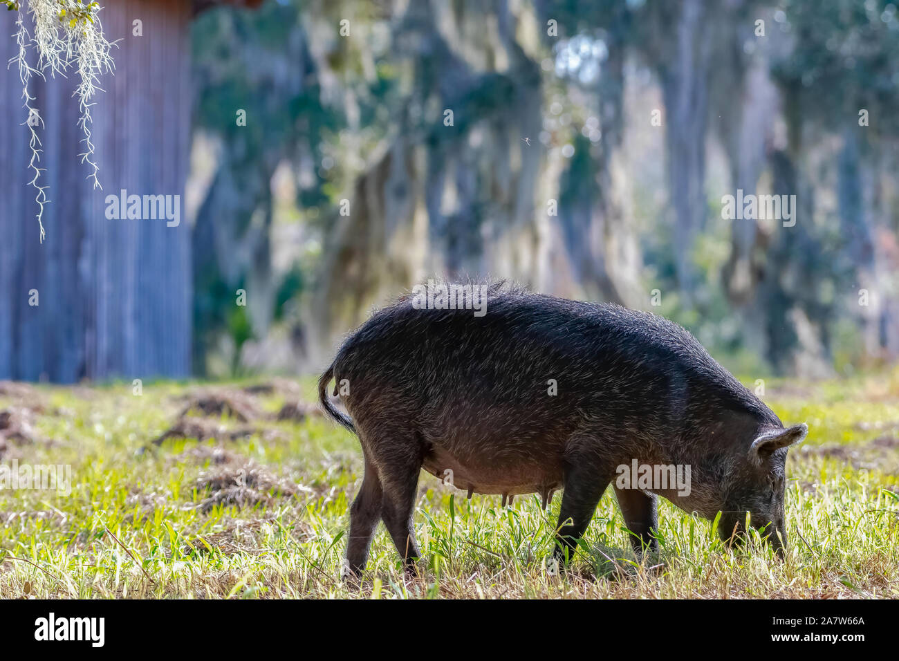 Madre di cinghiale ricerca per alimenti Foto Stock