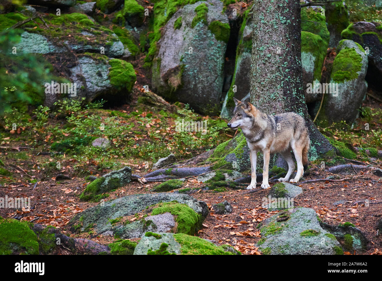 Il lupo (Canis lupus), noto anche come il grigio o lupo grigio in habitat naturali Foto Stock