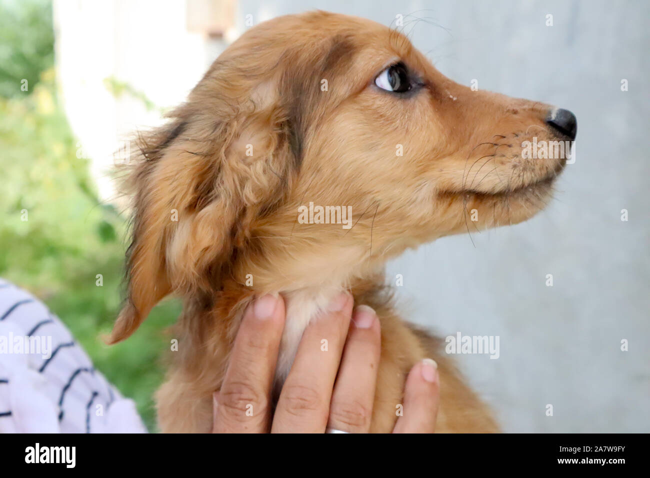 Ritratto di un bel golden Cocker Spaniel cucciolo alla ricerca di un lato, al di fuori della stretta fino Foto Stock