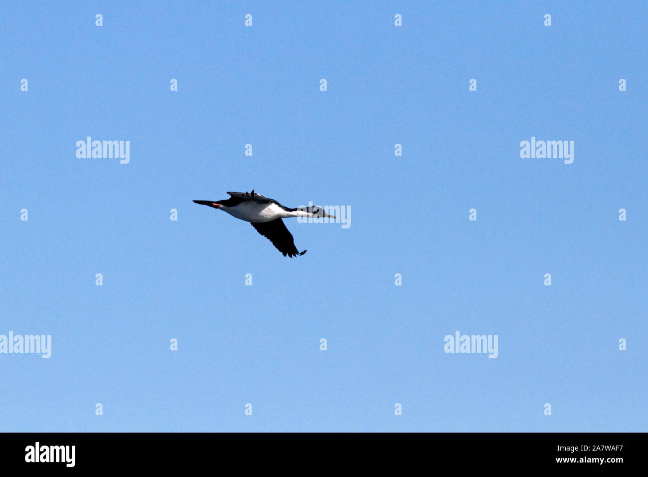 Blue eyed cormorano battenti, la Penisola Valdes, Golfo Nuevo, Patagonia. Foto Stock