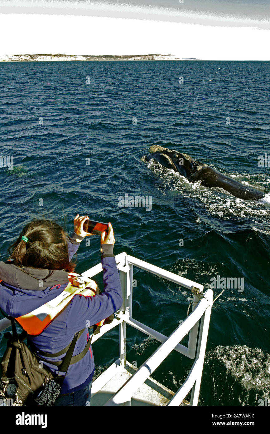 I turisti per catturare una balena franca australe a Penisola Valdes, Oceano Atlantico. Whale watching tour. Foto Stock