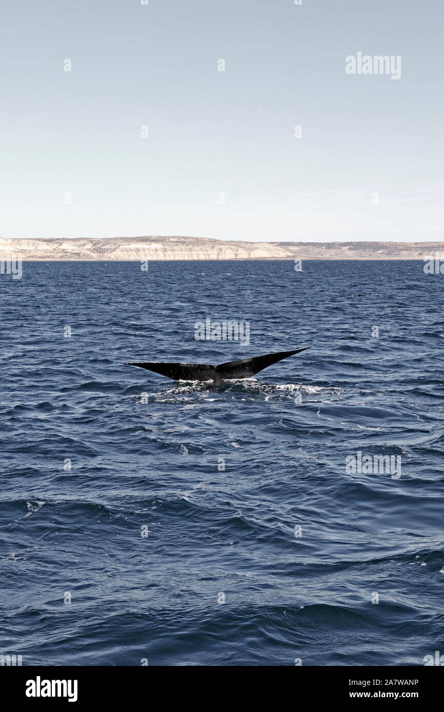 Southern Right Whale a Penisola Valdes, Oceano Atlantico. Foto Stock