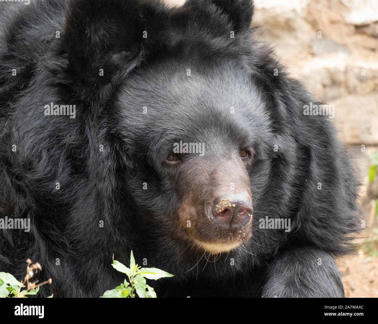 L'Himalayan orso o Ussuri black bear Ursus thibetanus. Foto Stock