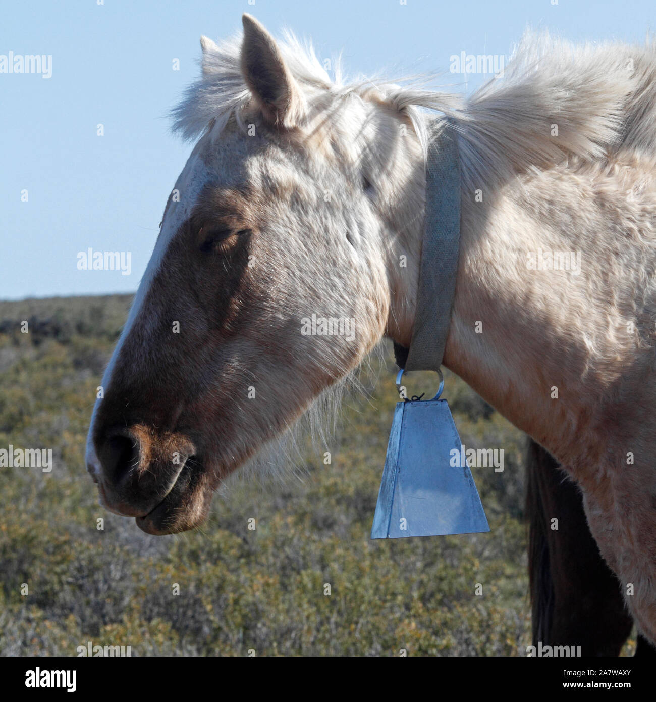 Cavallo che indossa una grande campana argentato. Questo animale conduce la mandria, Harras, team. Foto Stock