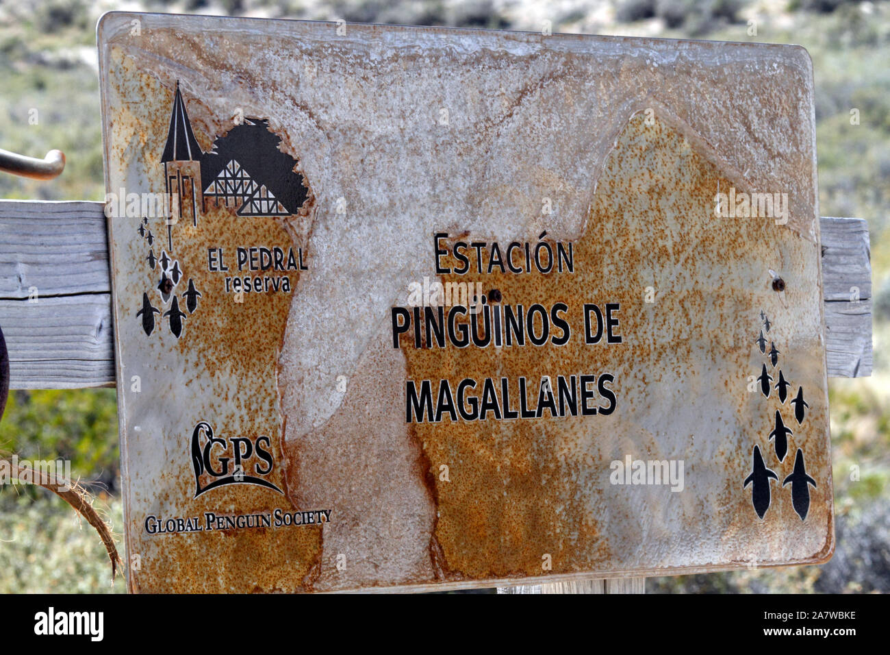 Pinguino globale della società. El Pedral, Magdallenes riserva. Foto Stock