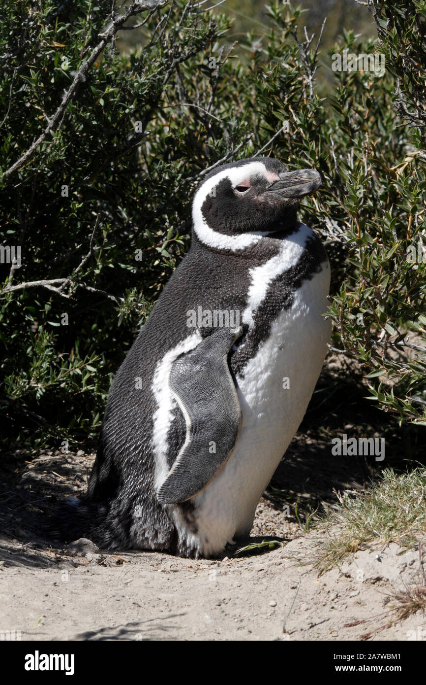 Magellanic Penguin davanti a un sito di nido sotto il scrubby piante del paesaggio della Patagonia. El Pedral. Foto Stock