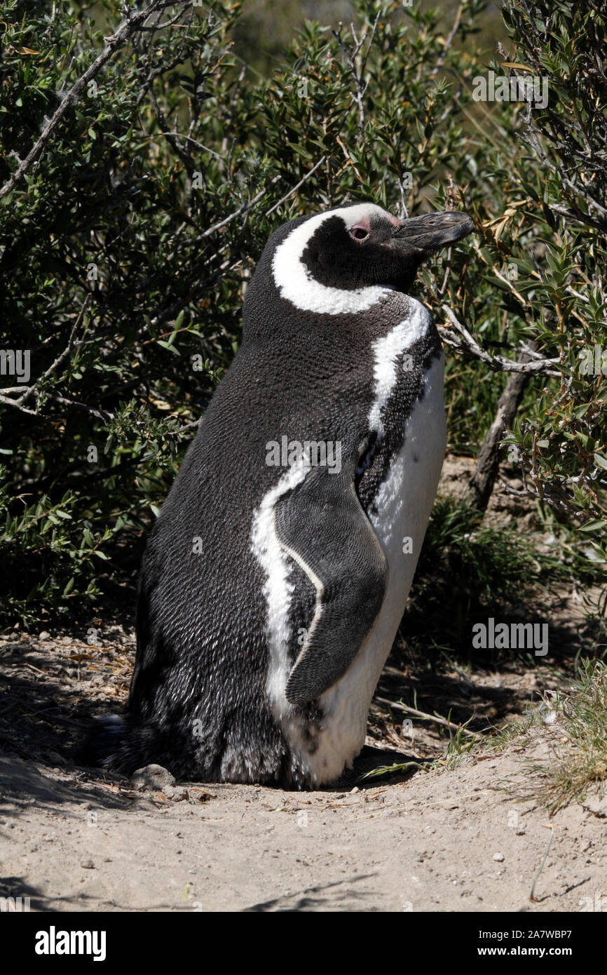 Magellanic Penguin davanti a un sito di nido sotto il scrubby piante del paesaggio della Patagonia. El Pedral. Foto Stock