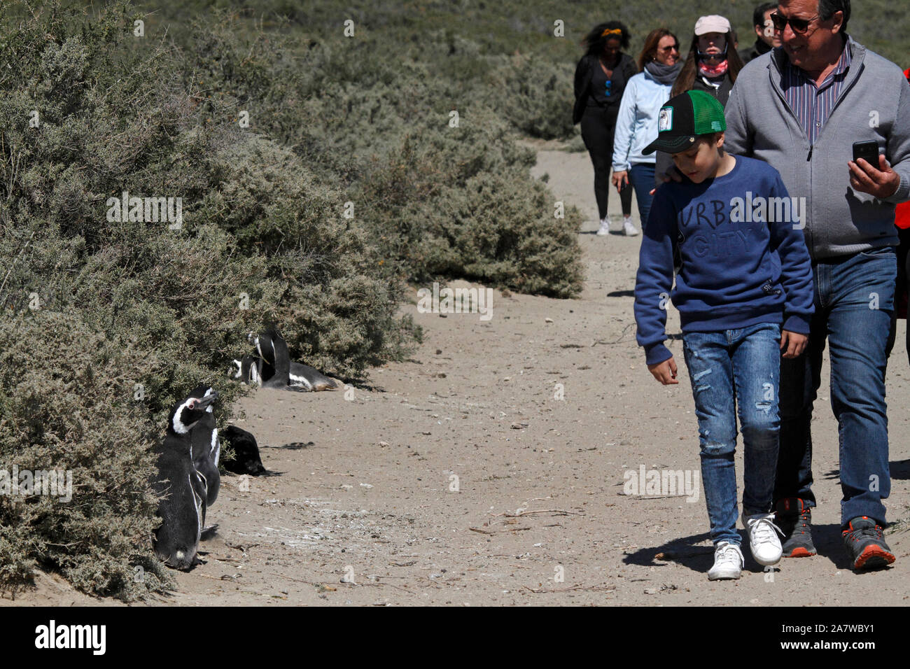 Eco per i turisti che visitano i pinguini di Magellano a El Pedral riserva naturale, Chubut. La Patagonia. Foto Stock