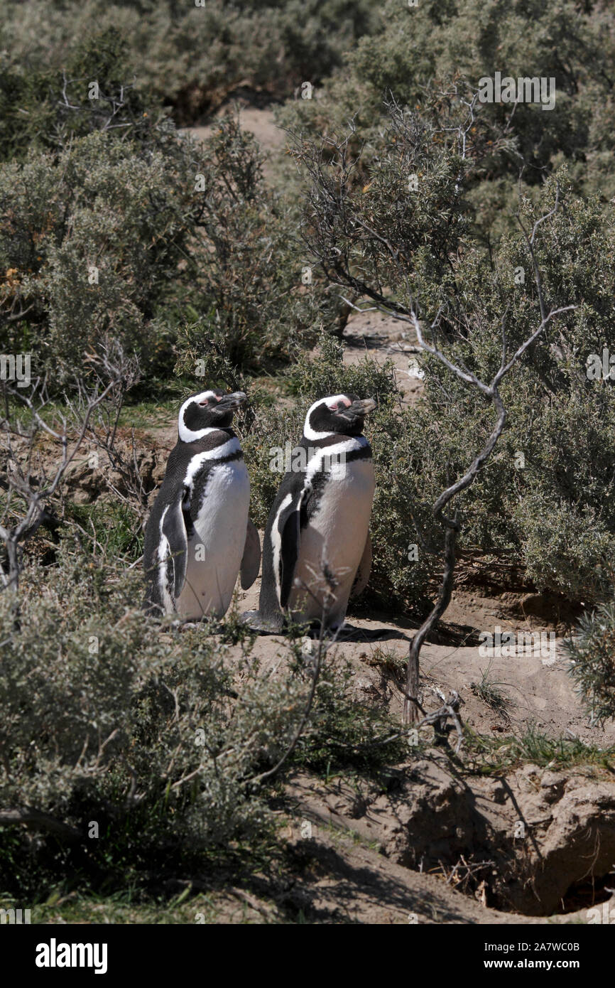 Magellanic Penguin davanti a un sito di nido sotto il scrubby piante del paesaggio della Patagonia. El Pedral. Foto Stock