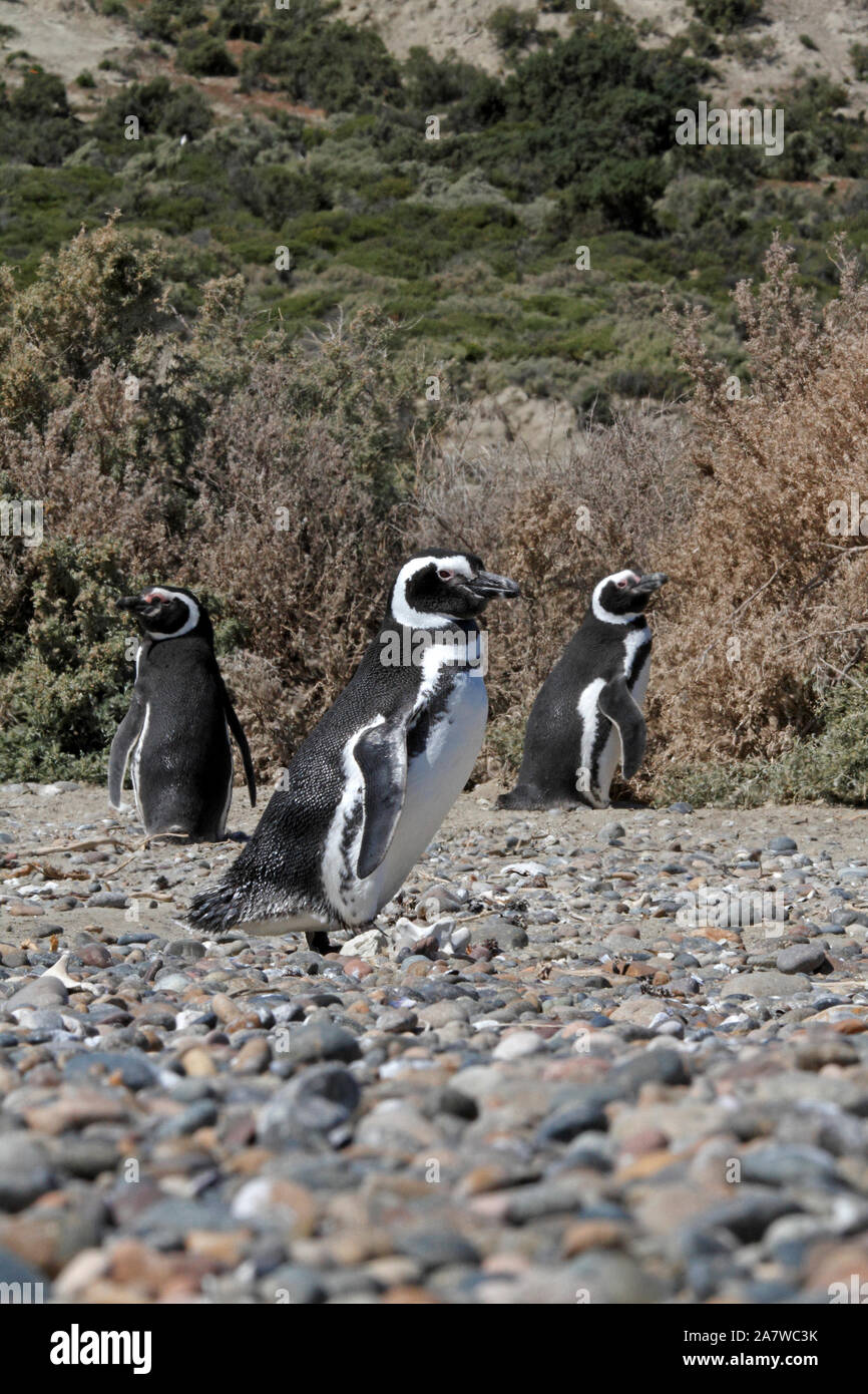 Gruppi di i pinguini di Magellano a El Pedral, Chubut. La Patagonia. Foto Stock