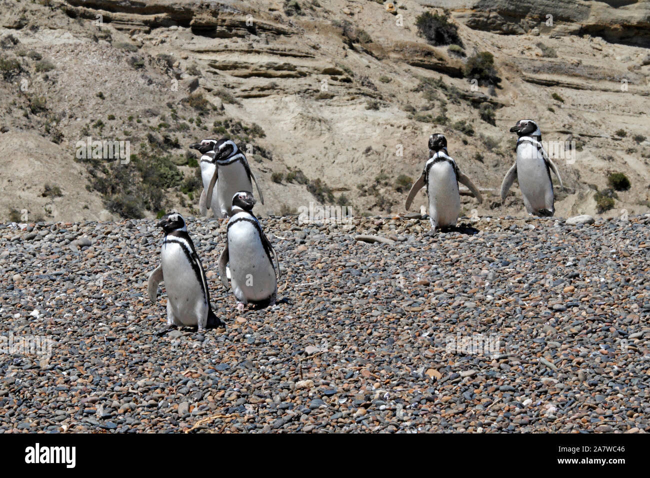 Gruppi di i pinguini di Magellano a El Pedral, Chubut. La Patagonia. Foto Stock