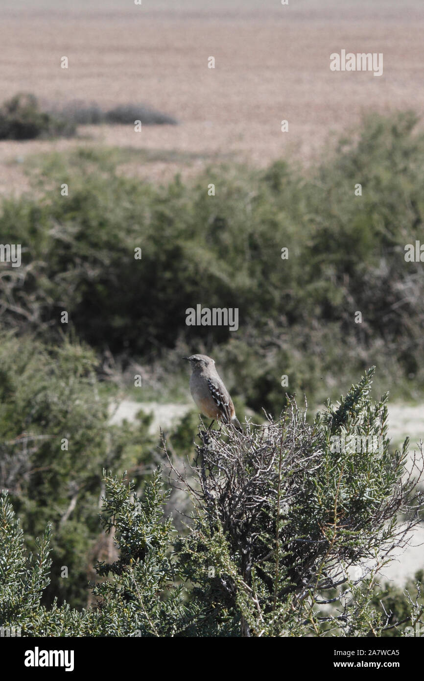 Chalk-browed Mockingbird (Mimus Saturnino) Foto Stock