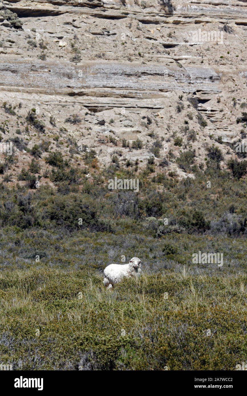 Un Pecore Merino in scrubby canneti della Patagonia. La produzione della lana, industria locale. Foto Stock