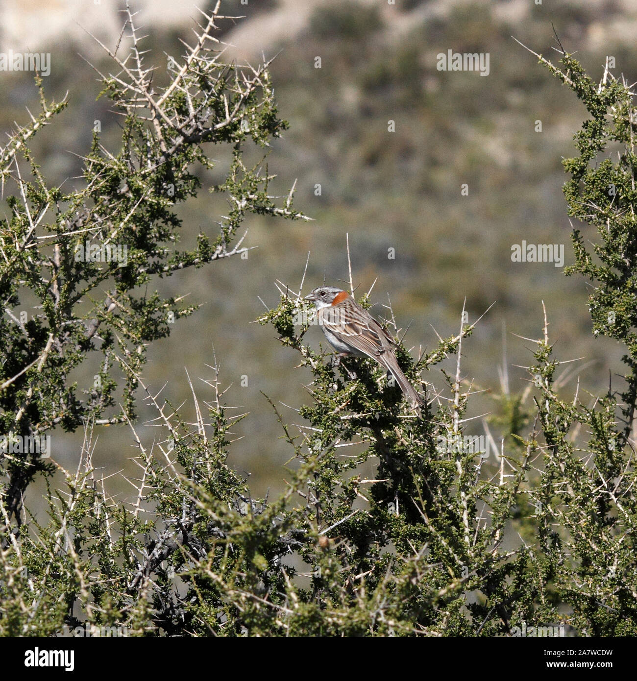 Rufous-Passero a collare (Zonotrichia capensis) su un impianto di scrub, Patagonia. Foto Stock
