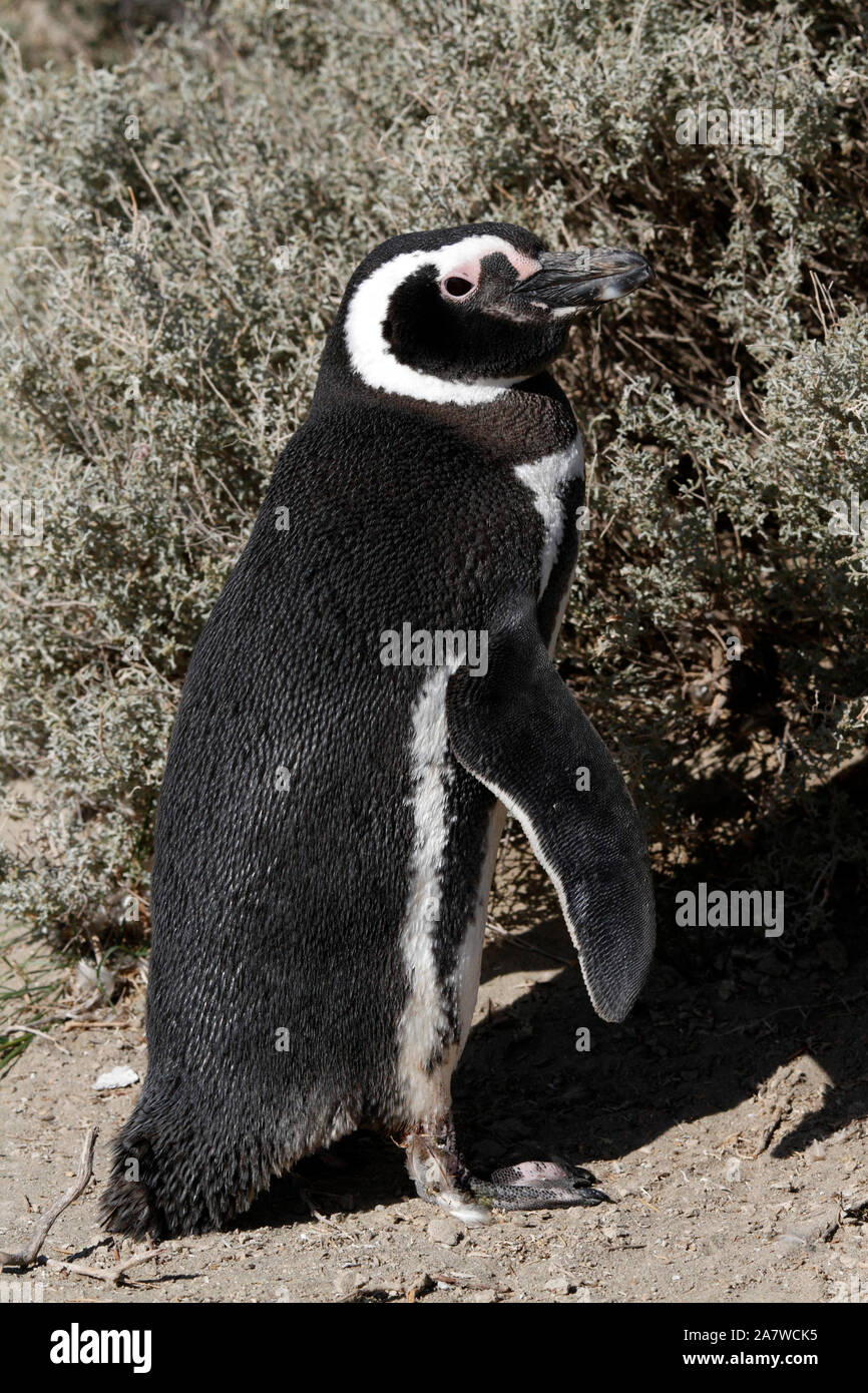 Giovane, coniugata coppia. I pinguini di magellano nella parte anteriore del scrubby piante del paesaggio della Patagonia. El Pedral. Foto Stock