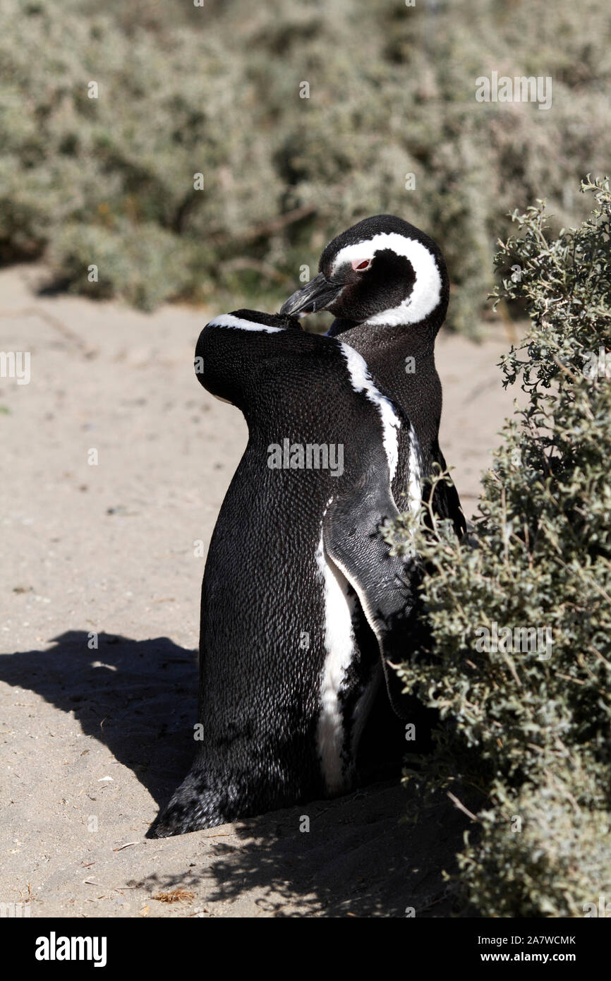 Giovane, coniugata coppia. I pinguini di magellano nella parte anteriore del scrubby piante del paesaggio della Patagonia. El Pedral. Foto Stock