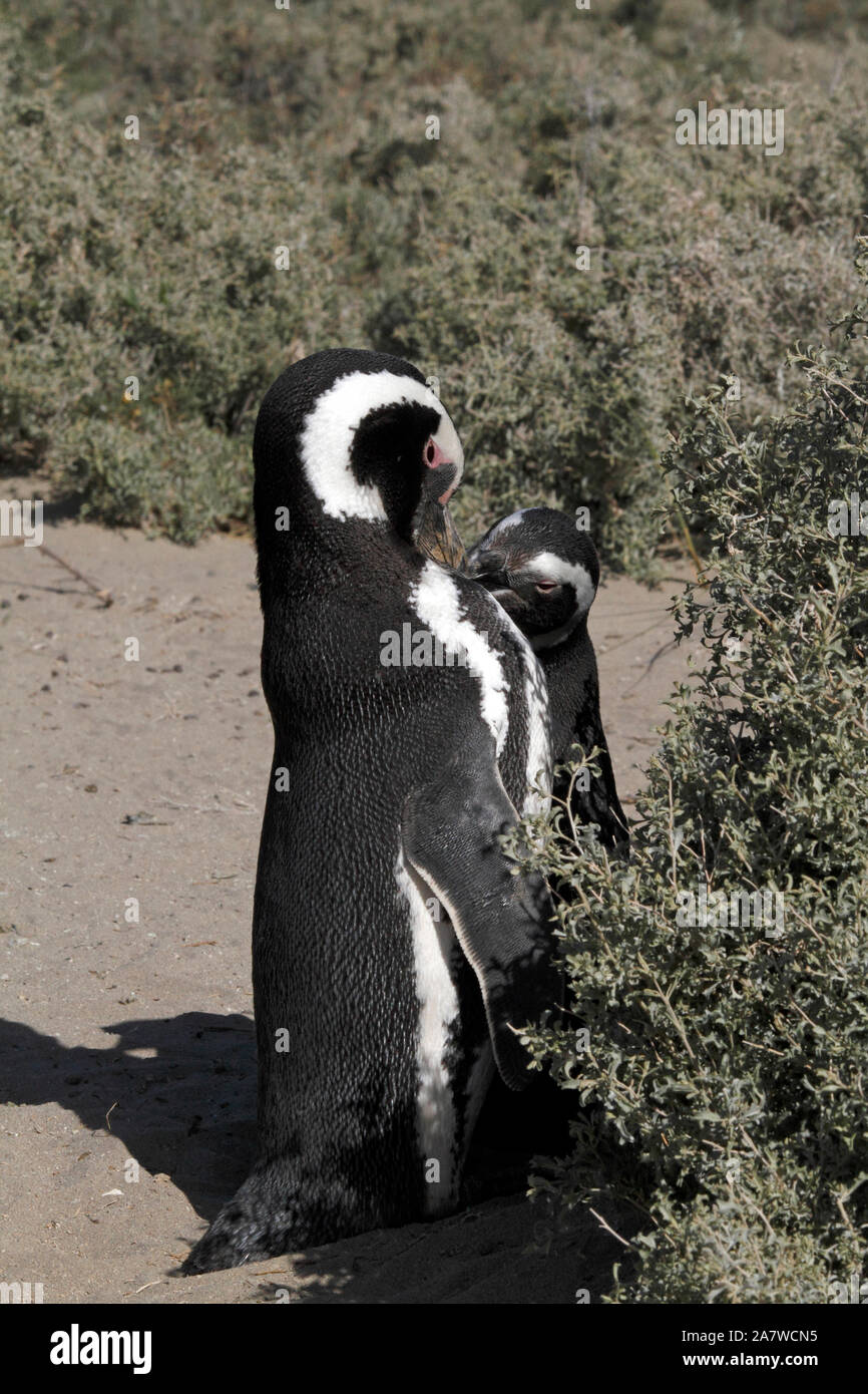 Giovane, coniugata coppia. I pinguini di magellano nella parte anteriore del scrubby piante del paesaggio della Patagonia. El Pedral. Foto Stock
