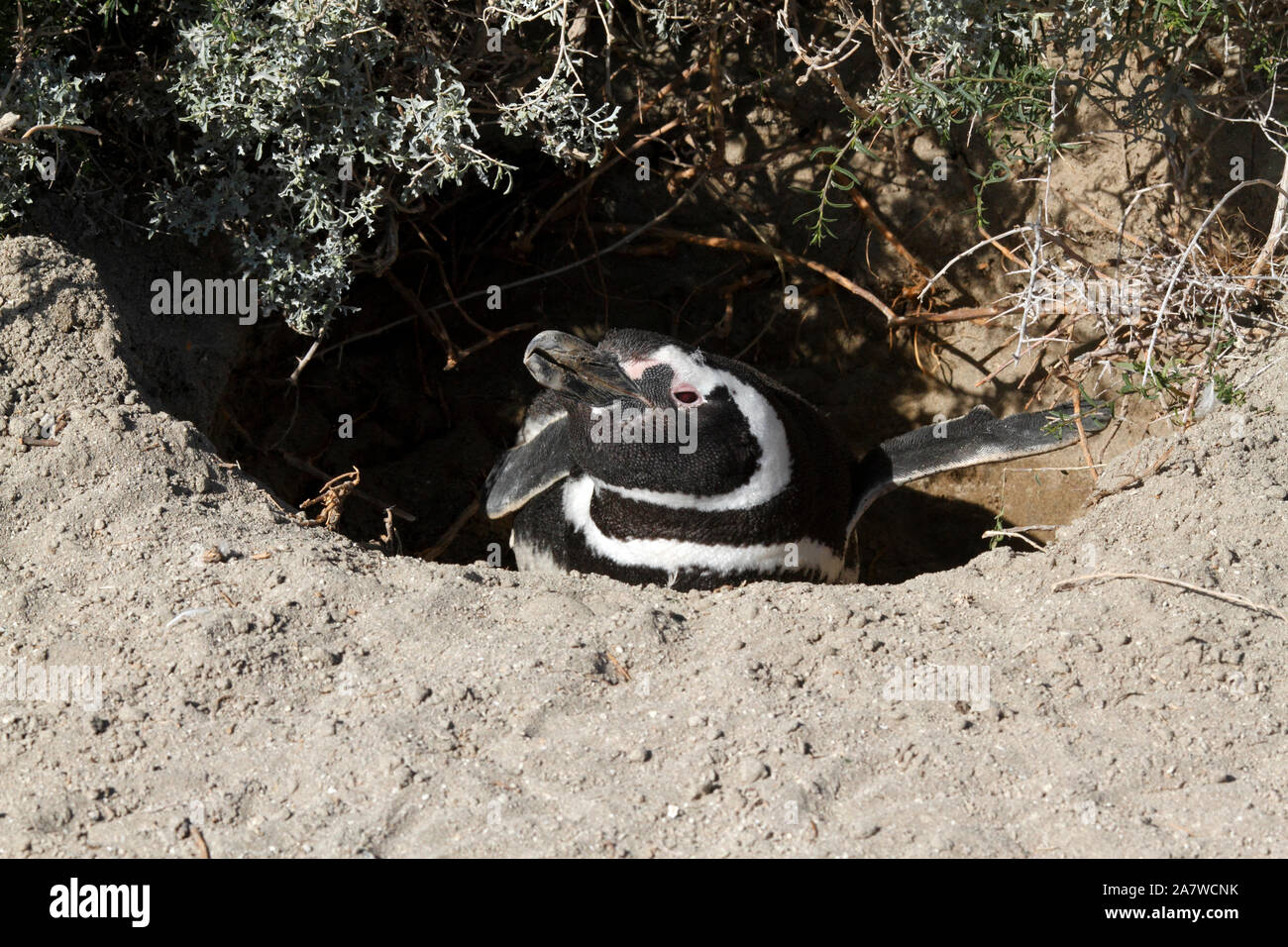 Giovane, coniugata coppia in un nido. I pinguini di magellano El Pedral. Foto Stock