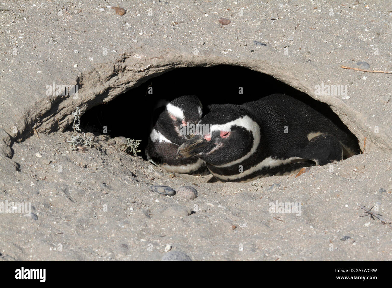 Giovane, coniugata coppia in un nido. I pinguini di magellano El Pedral. Foto Stock
