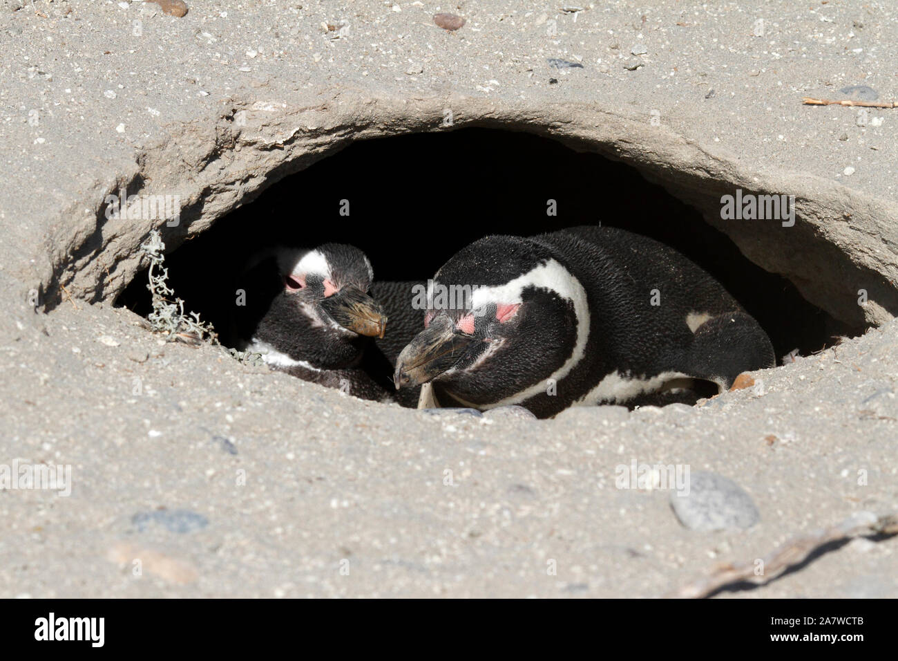 Giovane, coniugata coppia in un nido. I pinguini di magellano El Pedral. Foto Stock