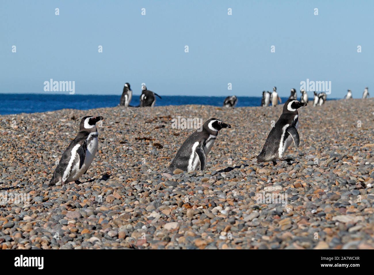 Una linea di i pinguini di magellano camminando su di una spiaggia di ciottoli a El Pedral, nella riserva naturale del Chubut, parte del pinguino globale della società. Foto Stock