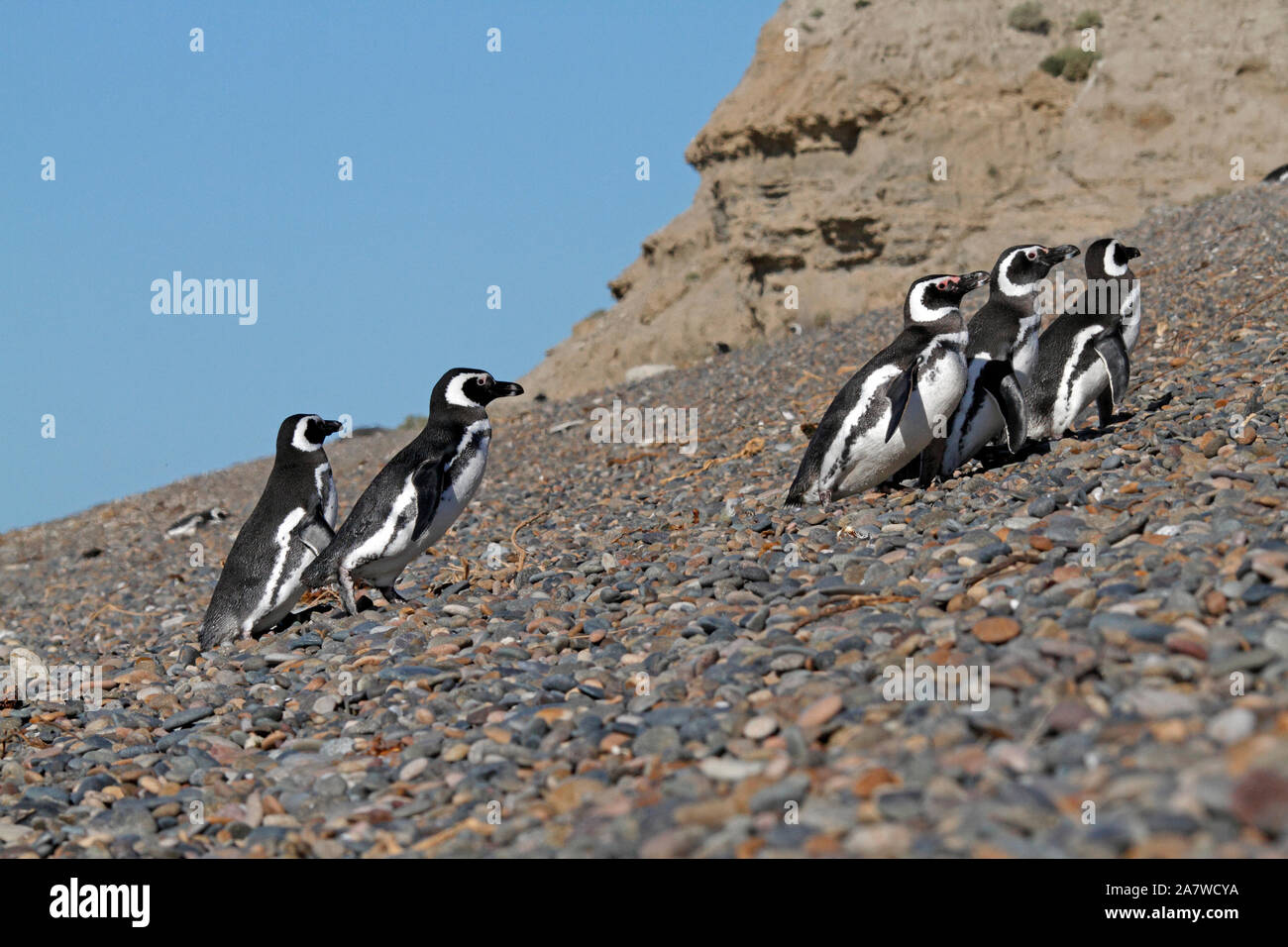 Una linea di i pinguini di magellano camminando su di una spiaggia di ciottoli a El Pedral, nella riserva naturale del Chubut, parte del pinguino globale della società. Foto Stock