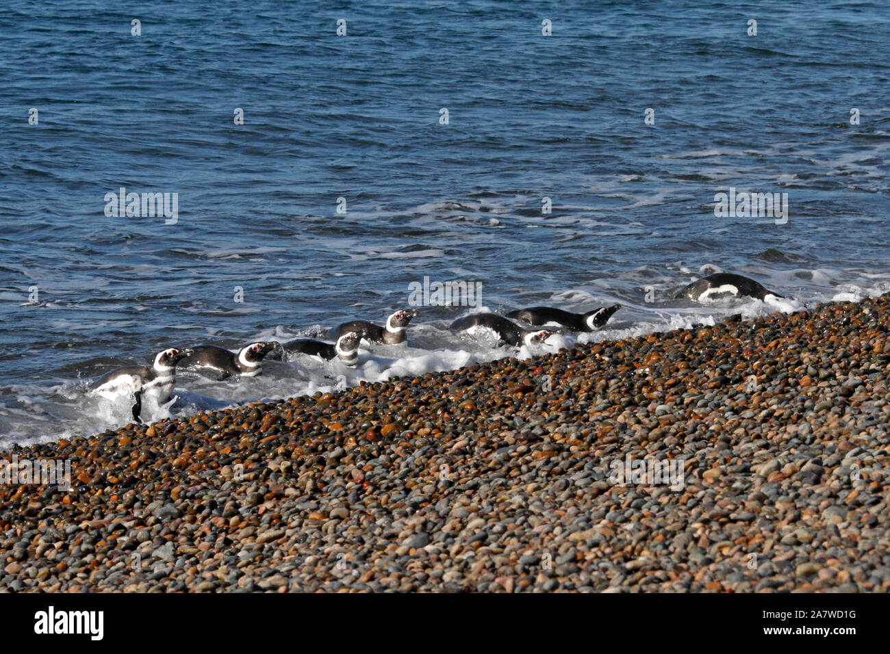 Una linea di i pinguini di magellano camminando su di una spiaggia di ciottoli a El Pedral, nella riserva naturale del Chubut, parte del pinguino globale della società. Foto Stock