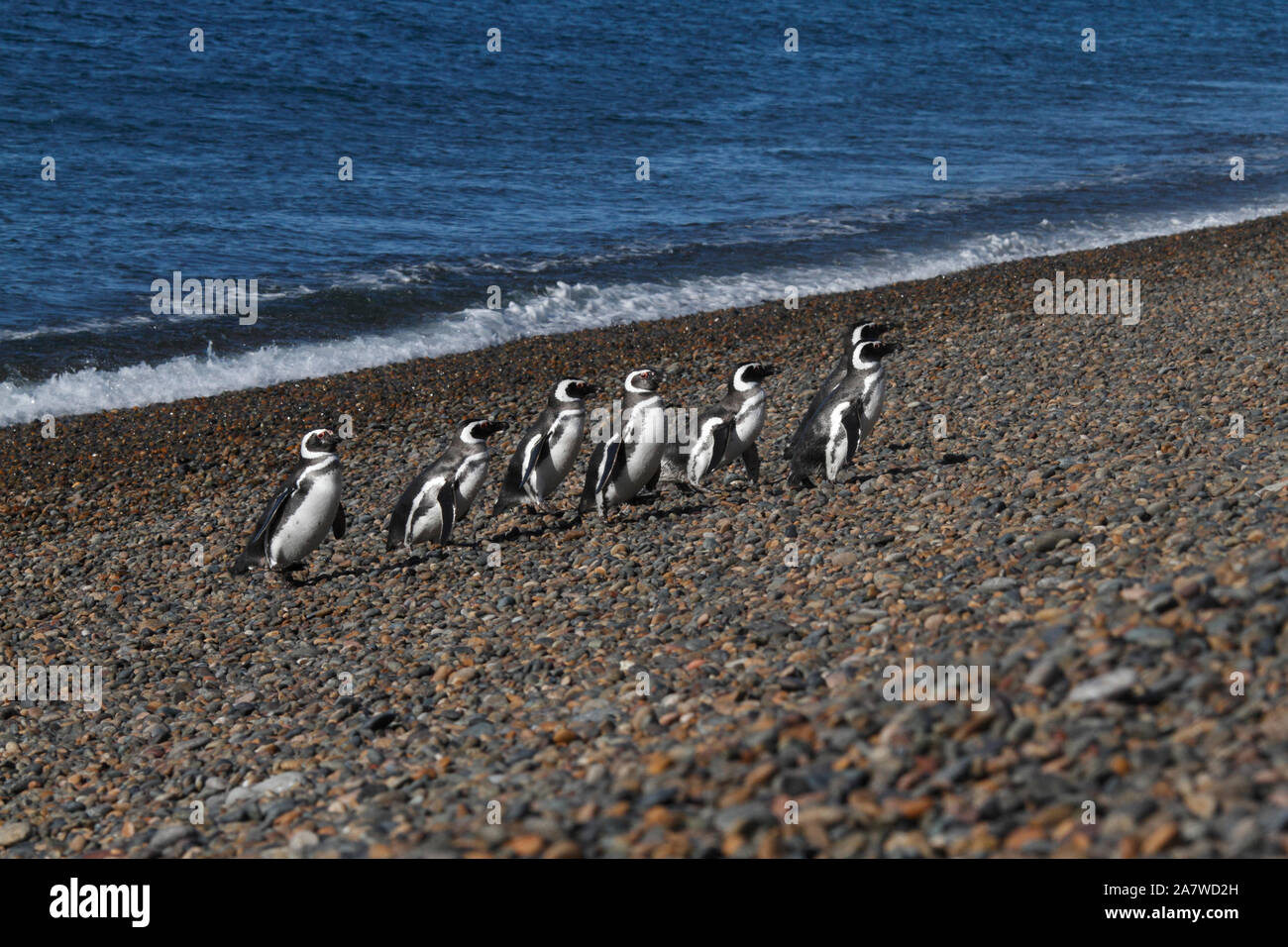 Una linea di i pinguini di magellano camminando su di una spiaggia di ciottoli a El Pedral, nella riserva naturale del Chubut, parte del pinguino globale della società. Foto Stock