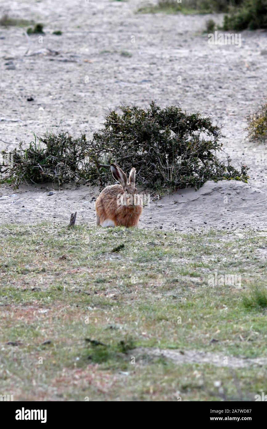 Lepre europea, marrone, lepre Lepus europaeus,, El Pedral, riserva naturale, Chubut, Argentina, Patagonia Foto Stock