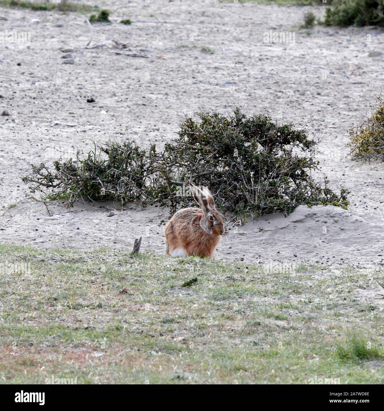 Lepre europea, marrone, lepre Lepus europaeus,, El Pedral, riserva naturale, Chubut, Argentina, Patagonia Foto Stock
