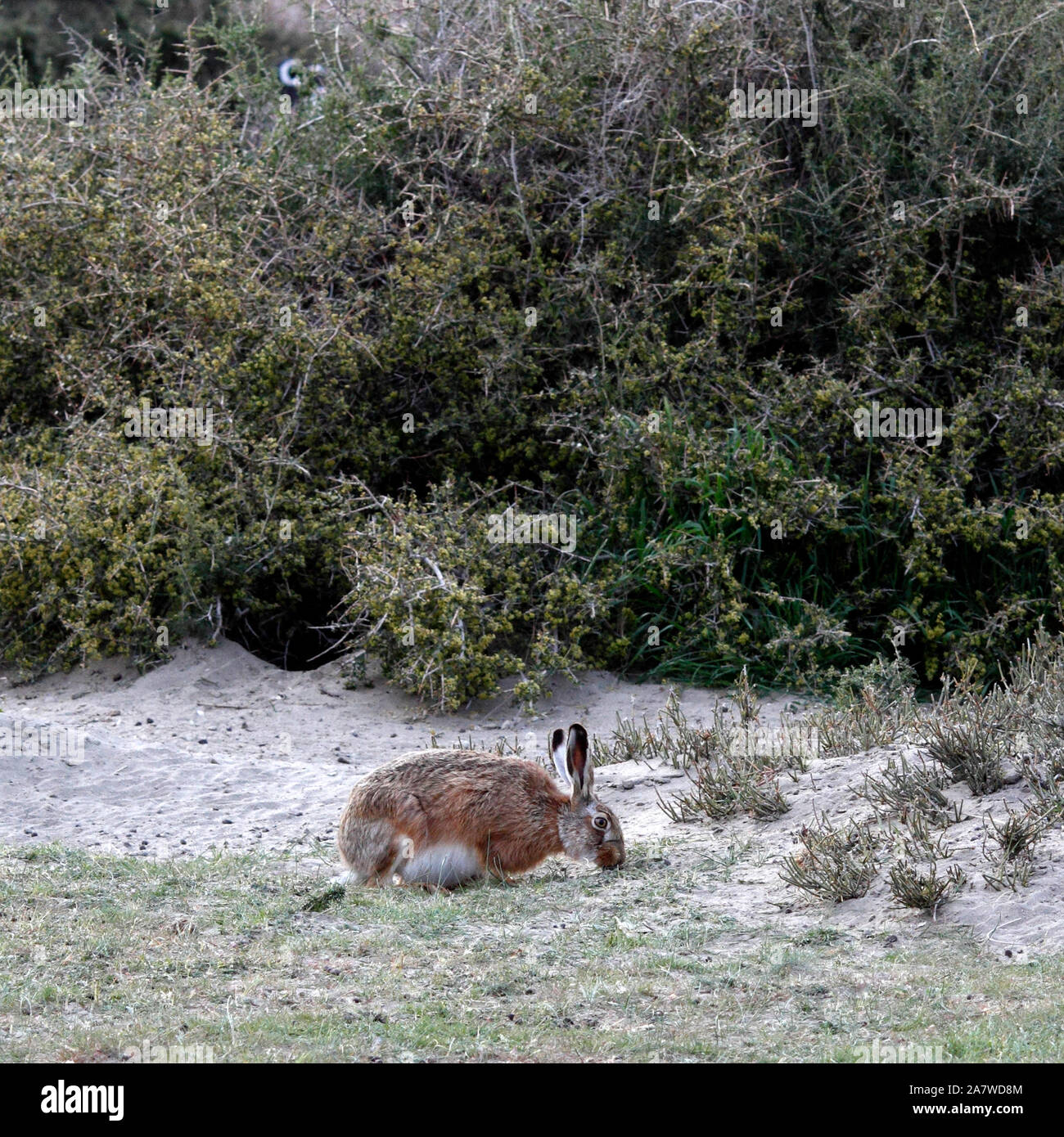 Lepre europea, marrone, lepre Lepus europaeus,, El Pedral, riserva naturale, Chubut, Argentina, Patagonia Foto Stock