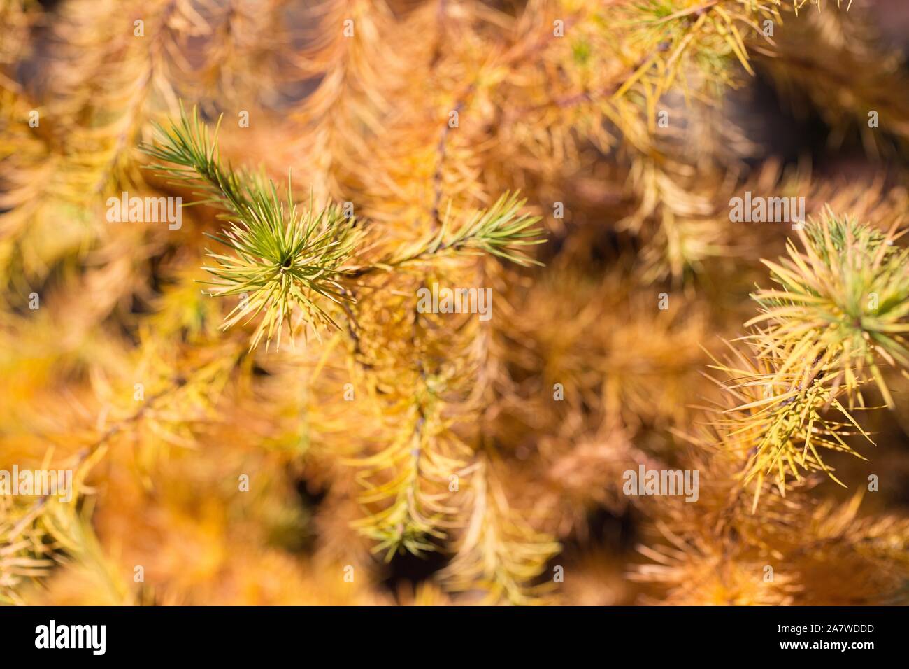 Larix kaempferi 'cruwys morchard' in autunno. Foto Stock