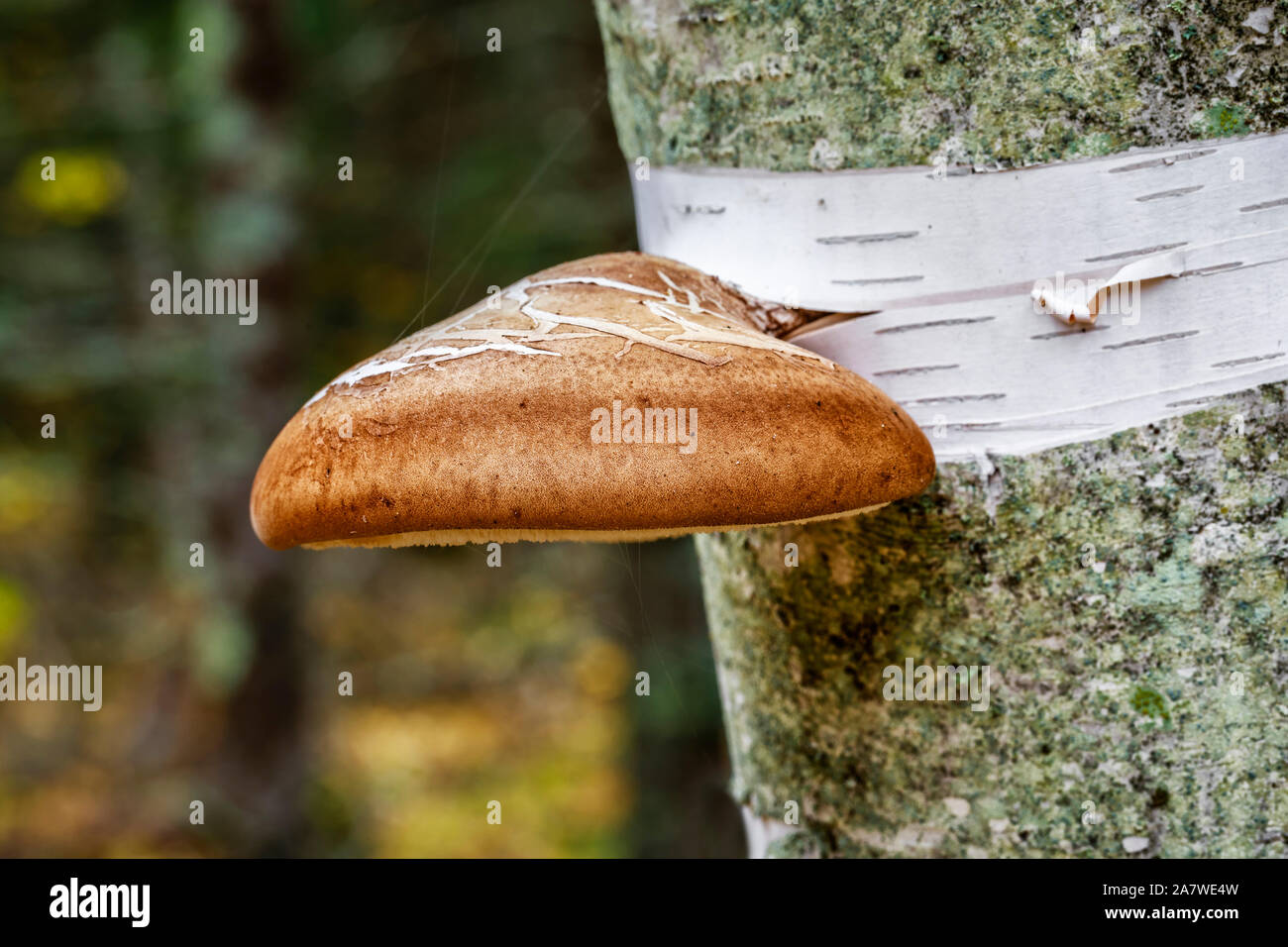 Birch Polypore Fungo (Piptoporus betulinus) cresce su una betulla, Whiteshell Provincial Park, Manitoba, Canada. Foto Stock