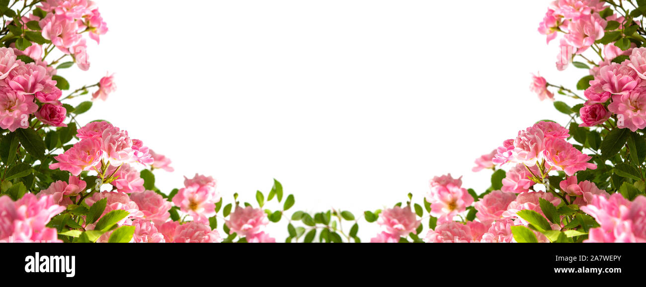 Le rose rosa disposizione con copia spazio su sfondo bianco Foto Stock