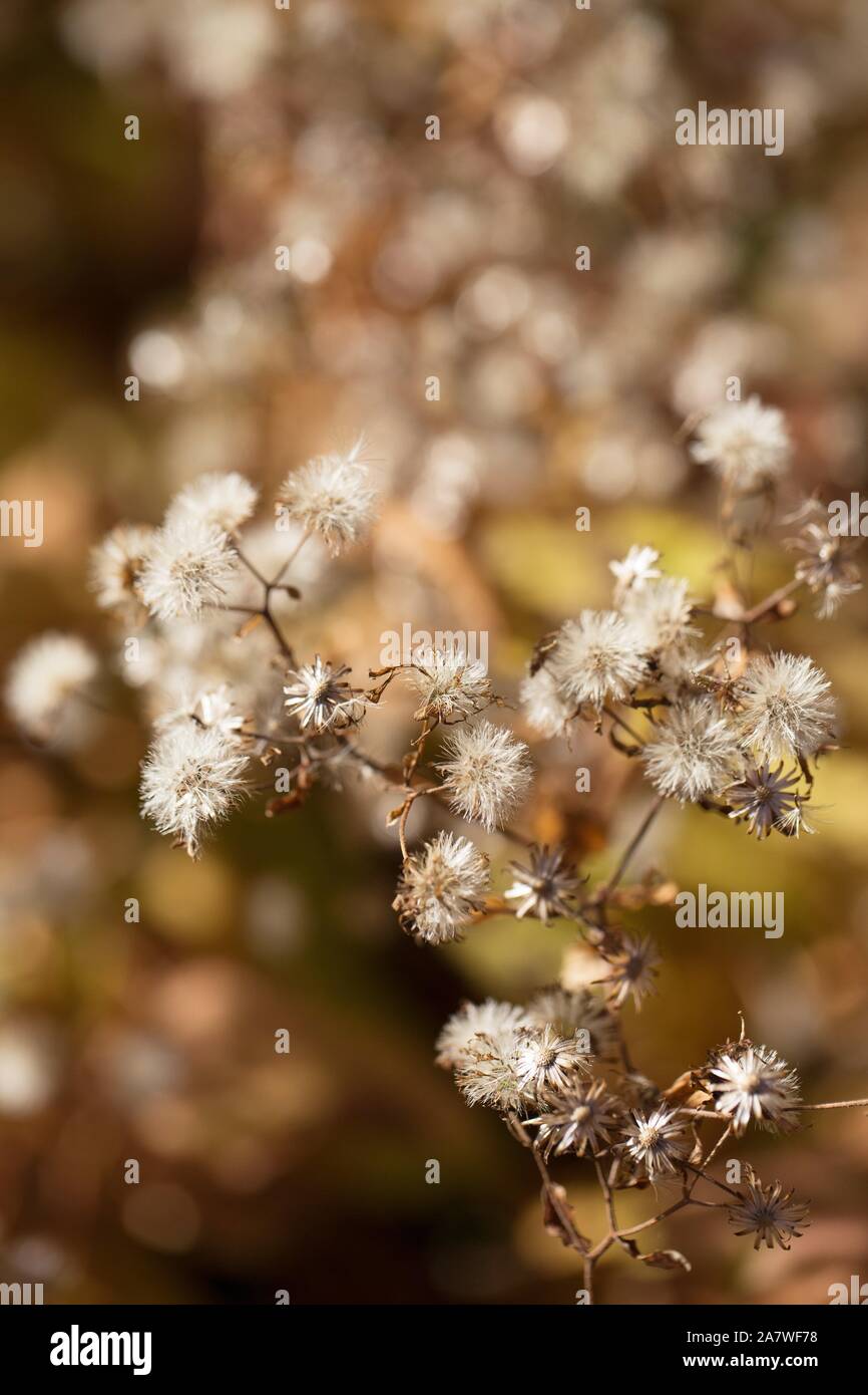 Asciugare i fiori in un giardino nel mese di novembre in Oregon, USA. Foto Stock