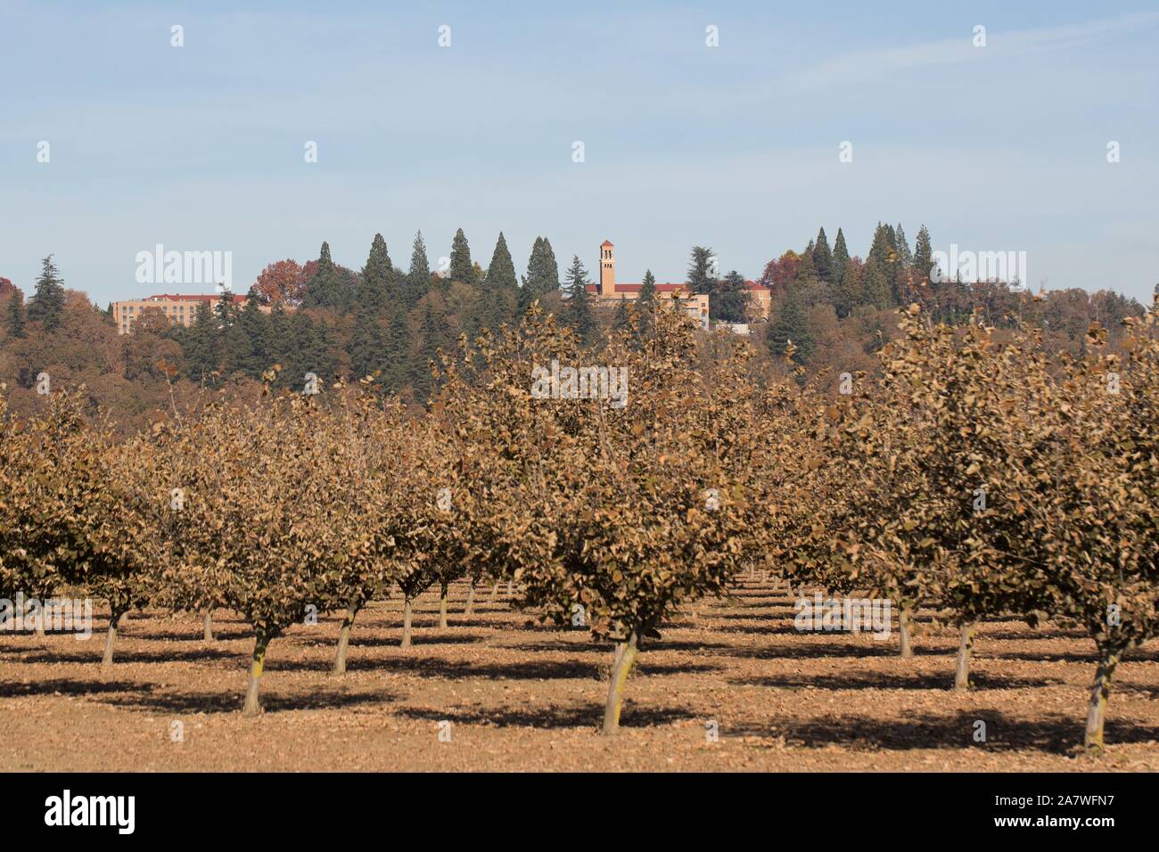 Montare Angelo Abbazia nel Monte Angel, Oregon, come visto da un campo di alberi di nocciole in autunno. Foto Stock