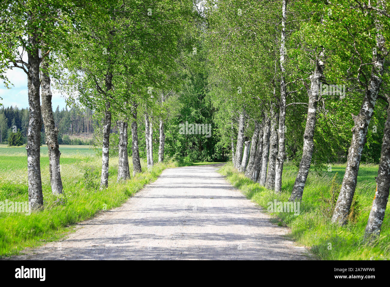 Piccolo centro rurale strada fiancheggiata da verdi betulle della vigilia di mezza estate 2019. Salo, Finlandia. Giugno 2019. Foto Stock