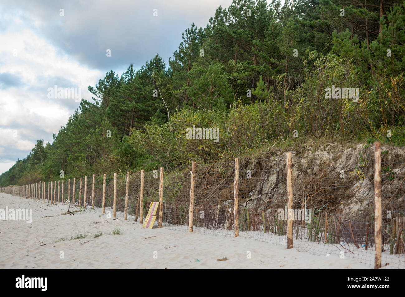 Alberi di pino che cresce su una duna accanto alla spiaggia sabbiosa Foto Stock