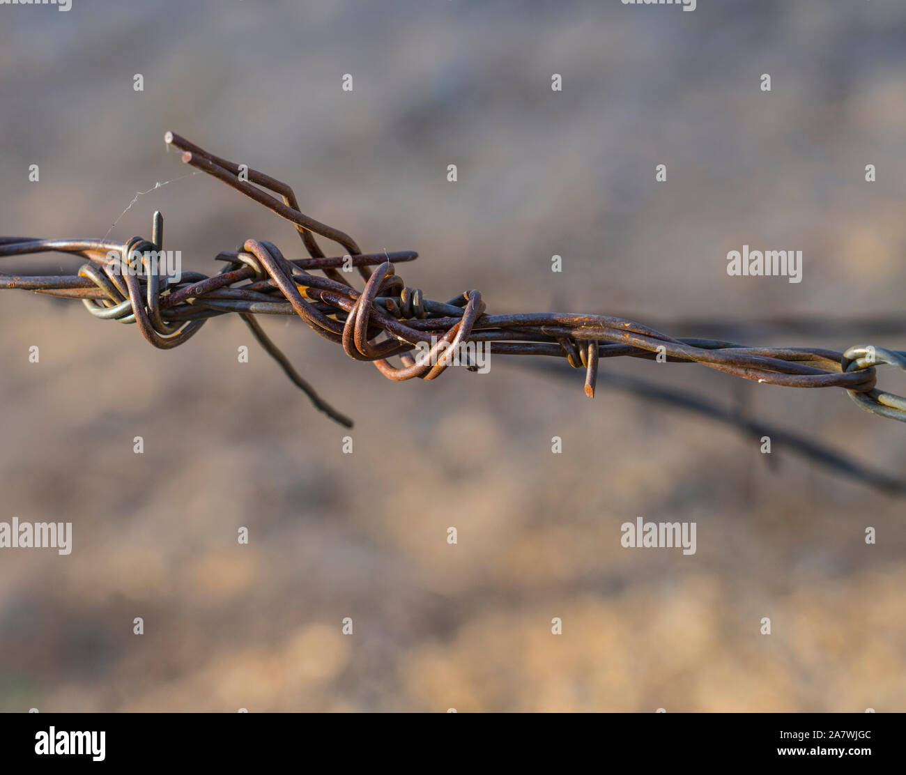 Immagine ravvicinata di un vecchio rusy filo spinato con il deserto secco al di fuori della messa a fuoco in background. Foto Stock