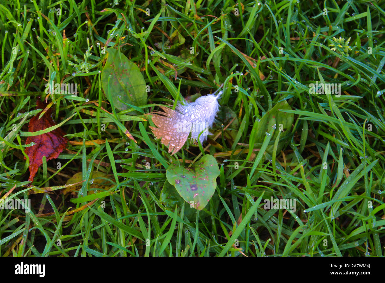 Piccolo giù con le gocce di pioggia su di esso la posa in erba Foto Stock
