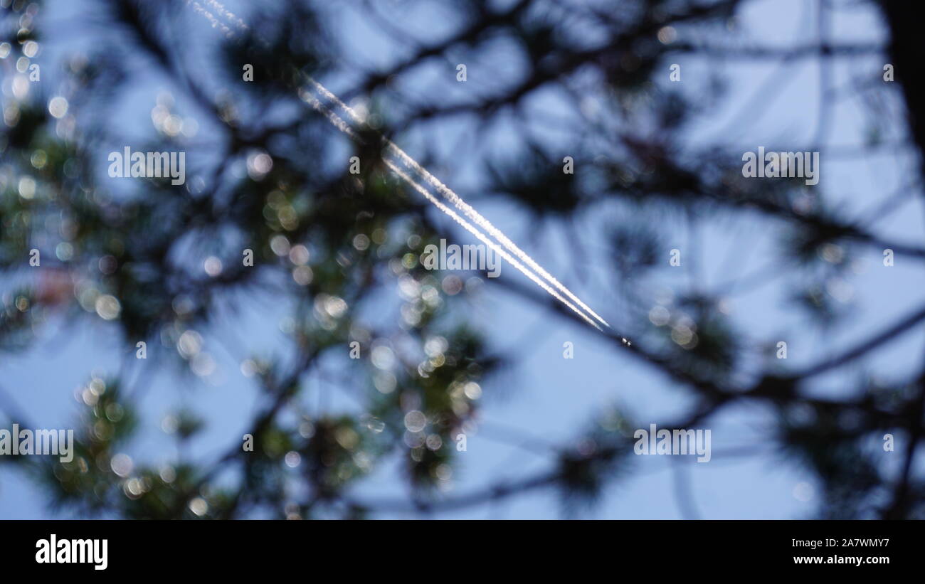 Aeroplano scie di condensazione o contrails, in cielo attraverso i rami degli alberi. Homogenitus o cirrus aviaticus: nuvole create dalle attività umane. Foto Stock