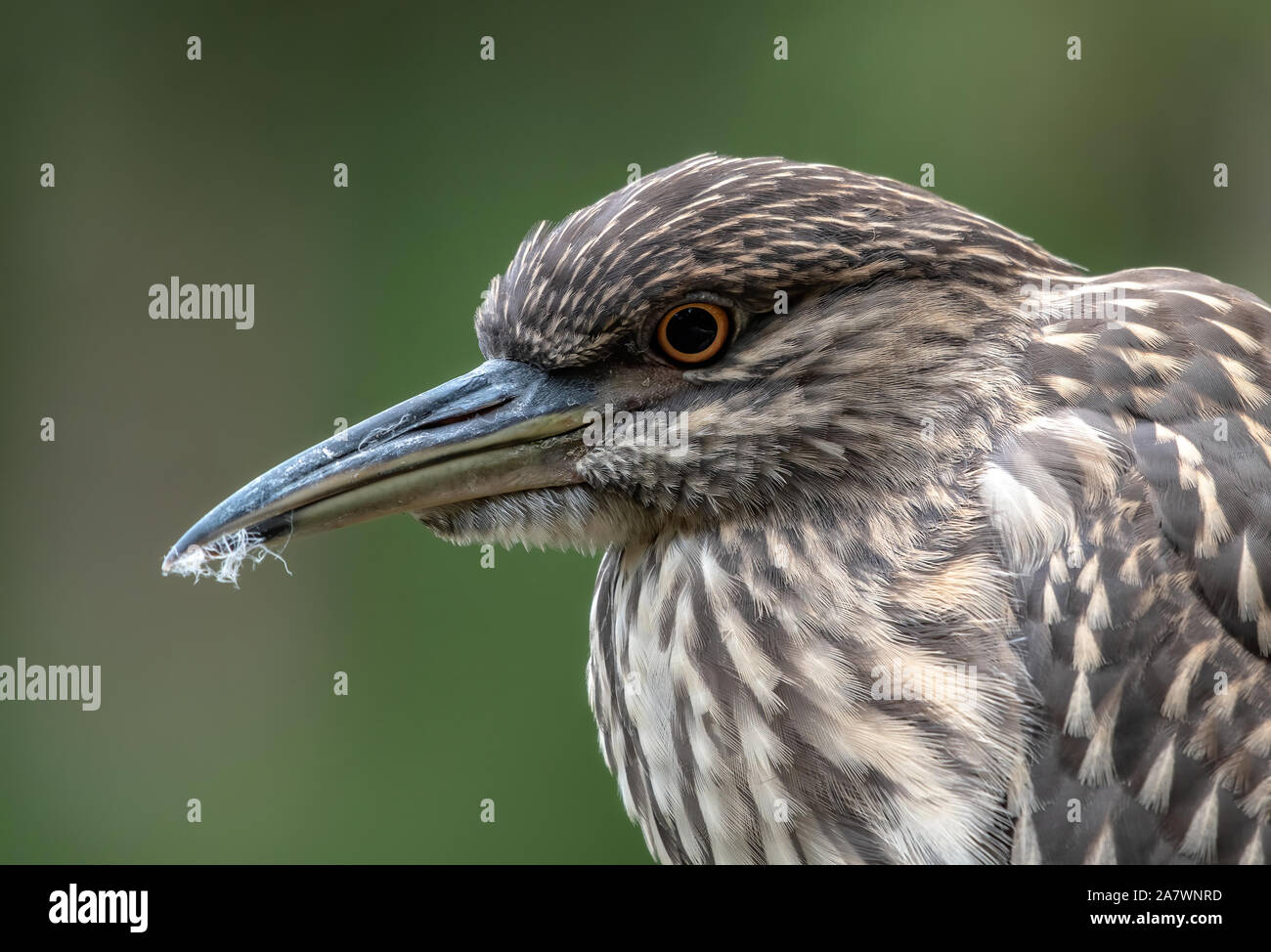 Close up di un bambino nero notte incoronato heron è rivolto verso sinistra Foto Stock