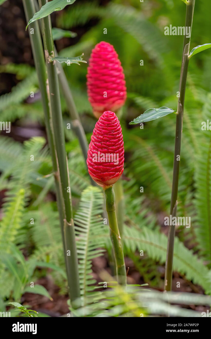 Pigna zenzero - fiore rosso che assomiglia ad una pigna Foto Stock