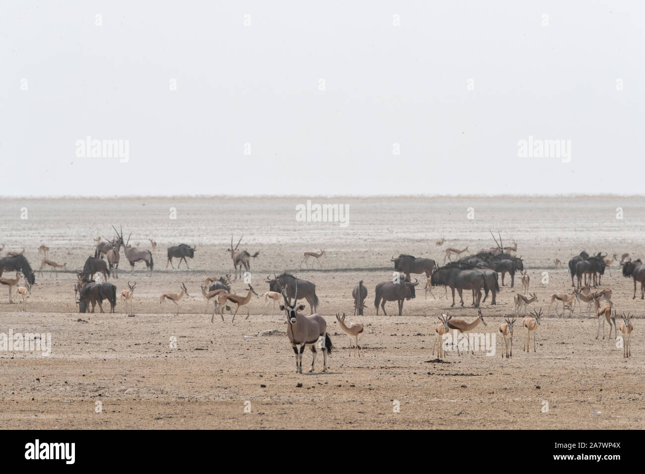 Oryx( Oryx gazella), Springboks (Antidorcas marsupialis) e Wildebeests (Connochaetes taurinus) in Etosha National Park, Namibia. Foto Stock