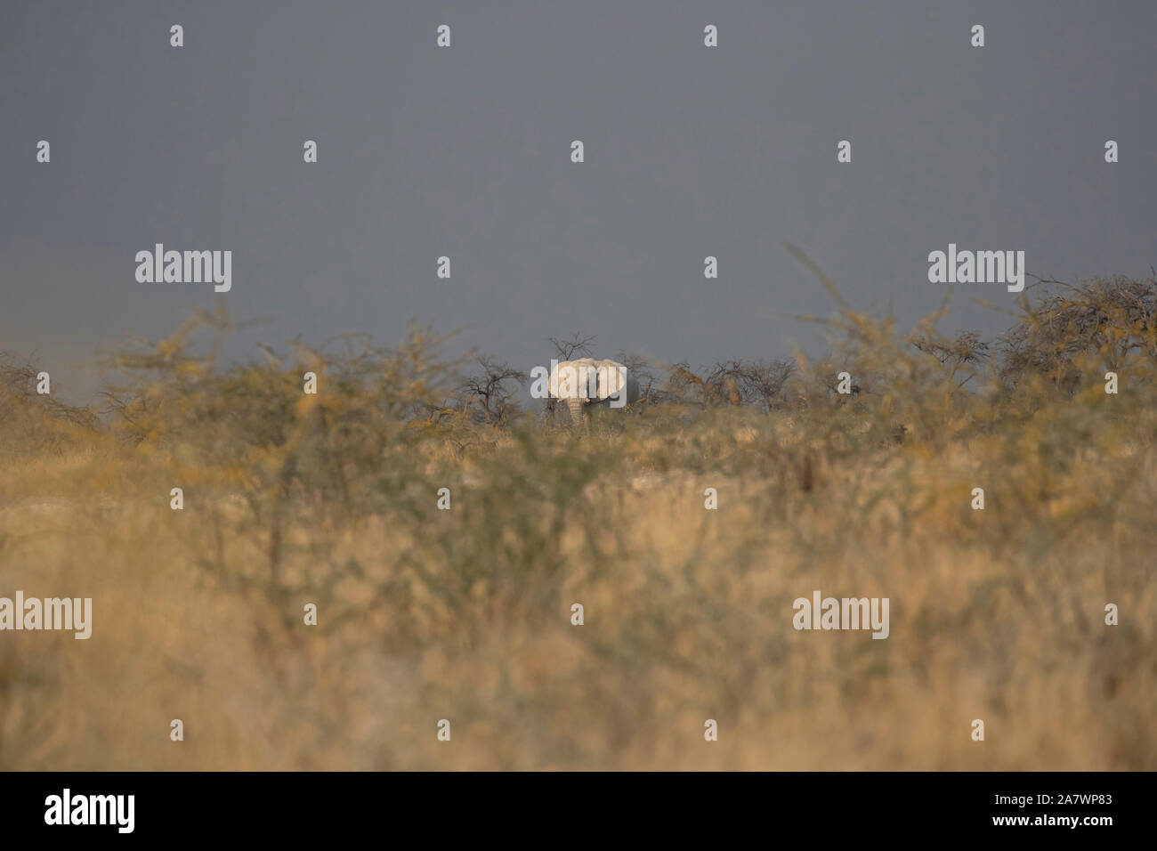 Un elefante africano (Loxodonta africana) nella distanza, il Parco Nazionale di Etosha, Namibia. Foto Stock