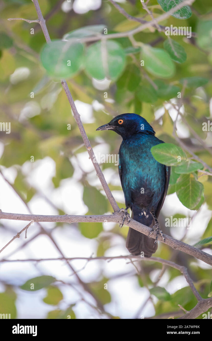 Cape starling (Lamprotornis nitens) in Etosha National Park, Namibia Foto Stock