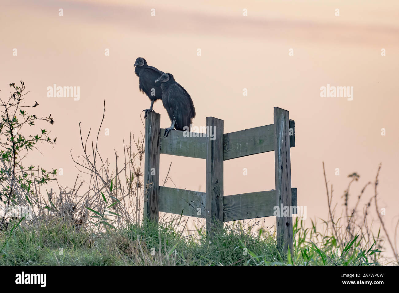 Avvoltoi nero appollaiato su un recinto in Florida Foto Stock